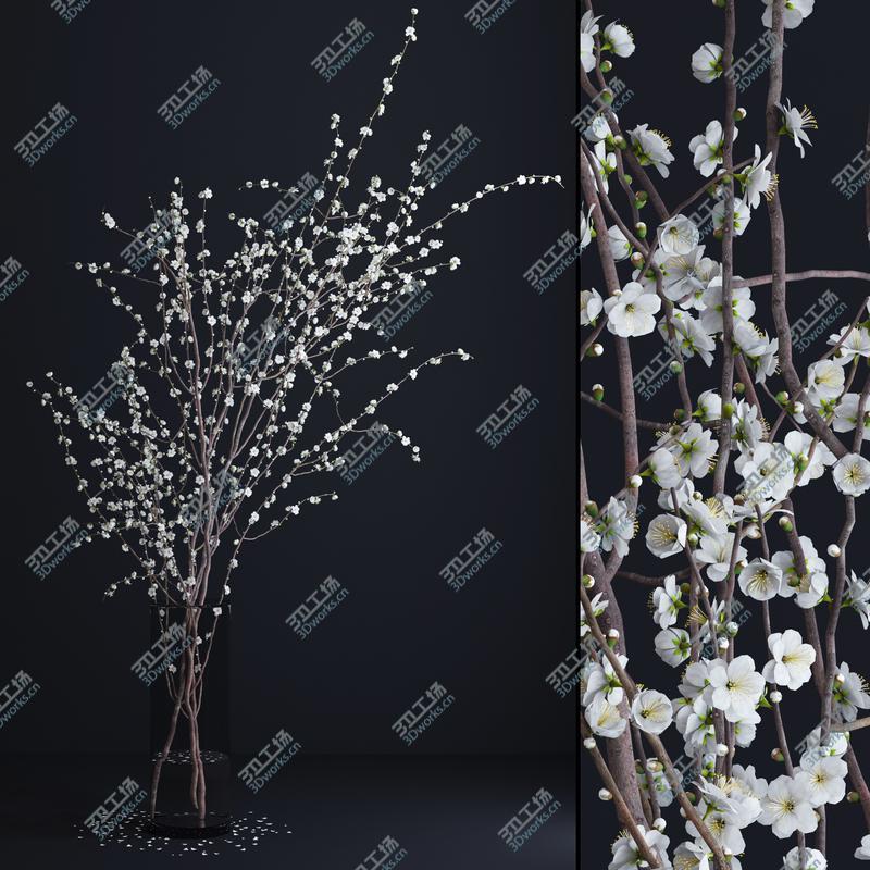 images/goods_img/2021040164/Prunus White Blossom/1.jpg